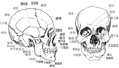 頭的骨頭|頭骨:介紹,組成,軟顱的發生,脊索期,腦底形成期,軟顱的骨化,咽顱的。